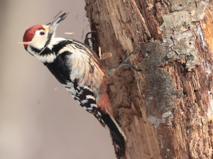 White-backed Woodpecker, 白背啄木鸟, Dendrocopos leucotos-gallery-