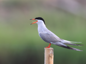 Common Tern, 普通燕鸥, Sterna hirundo-gallery-