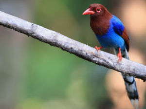 Sri Lankan Blue Magpie, 斯里兰卡蓝鹊, Urocissa ornata-gallery-