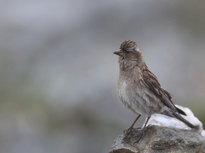 Plain Mountain Finch, 林岭雀, Leucosticte nemoricola-gallery-