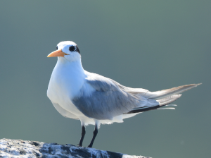 Lesser Crested Tern, 小凤头燕鸥, Thalasseus bengalensis-gallery-