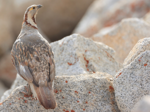 Himalayan Snowcock, 暗腹雪鸡, Tetraogallus himalayensis-gallery-