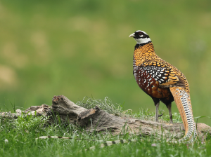 Reeves’ Pheasant, 白冠长尾雉, Syrmaticus reevesii-gallery-