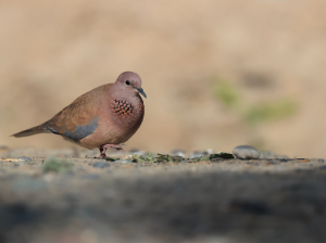 Laughing Dove, 棕斑鸠, Spilopelia senegalensis-gallery-