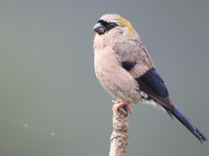 Red-headed Bullfinch, 红头灰雀, Pyrrhula erythrocephala-gallery-