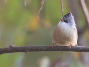 Black-chinned Yuhina, 黑颏凤鹛, Yuhina nigrimenta-gallery-