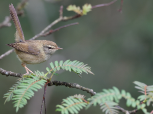 Aberrant Bush Warbler, 异色树莺, Horornis flavolivaceus-gallery-