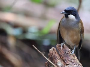 White-cheeked Laughingthrush, 白脸噪鹛, Pterorhinus vassali-gallery-