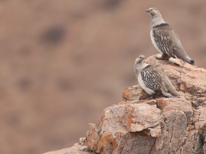 Altai Snowcock, 阿尔泰雪鸡, Tetraogallus altaicus-gallery-