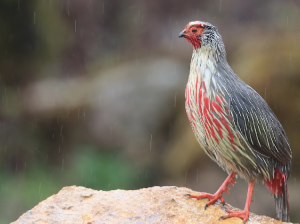 Blood Pheasant, 血雉, Ithaginis cruentus-gallery-