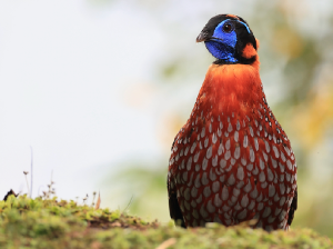 Temminck’s Tragopan, 红腹角稚, Tragopan temminckii-gallery-