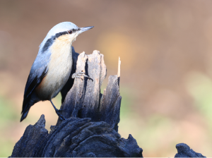 Chestnut-vented Nuthatch, 栗臀?, Sitta nagaensis-gallery-