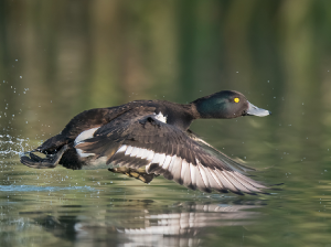 Falcated Duck, 罗纹鸭, Mareca falcata-gallery-