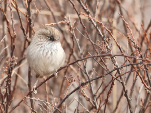 Chinese Fulvetta, 高山雀鹛, Fulvetta striaticollis-gallery-