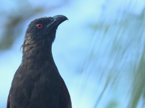 Andaman Coucal, 褐鸦鹃, Centropus andamanensis-gallery-