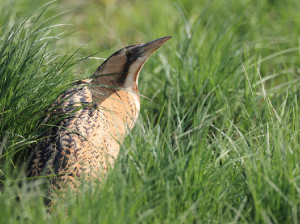 Eurasian Bittern, 大麻鳽, Botaurus stellaris-gallery-