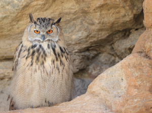 Eurasian Eagle-owl, 雕鸮, Bubo bubo-gallery-