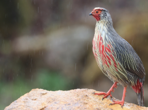 Blood Pheasant, 血雉, Ithaginis cruentus-gallery-