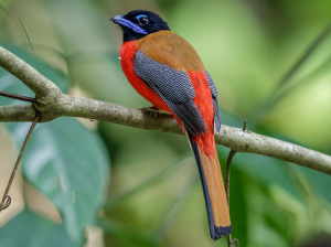 Scarlet-rumped Trogon, 红腰咬鹃, Harpactes duvaucelii-gallery-