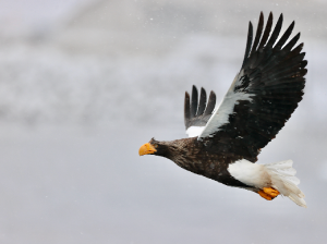 Steller’s Sea Eagle-gallery-