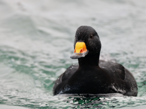 Black Scoter, 黑海番鸭, Melanitta americana-gallery-