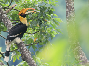 Great Hornbill, 双角犀鸟, Buceros bicornis-gallery-