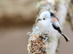 Long-tailed Tit, 北长尾山雀, Aegithalos caudatus-gallery-