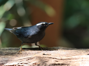 Siberian Thrush, 白眉地鸫, Geokichla sibirica-gallery-