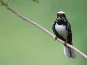 White-browed Fantail, 白眉扇尾鹟, Rhipidura aureola-gallery-