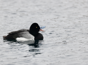 Greater Scaup, 斑背潜鸭, Aythya marila-gallery-