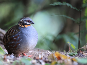 Rufous-throated Partridge, 红喉山鹧鸪, Arborophila rufogularis-gallery-