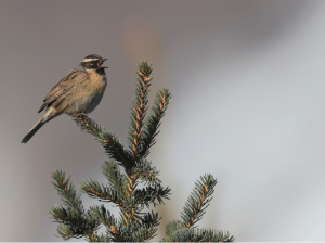 Black-throated Accentor, 黑喉岩鹨, Prunella atrogularis-gallery-