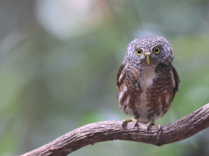 Collared Owlet, 领鸺鹠, Glaucidium brodiei-gallery-