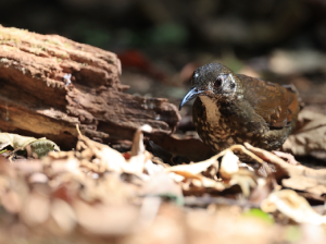 Dark-sided Thrush, 长嘴地鸫, Zoothera marginata-gallery-