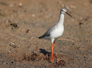 Spotted Redshank, 鹤鹬, Tringa erythropus-gallery-