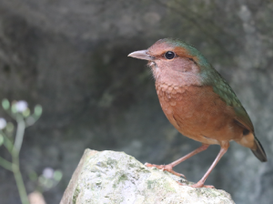 Blue-rumped Pitta, 蓝背八色鸫, Hydrornis soror-gallery-