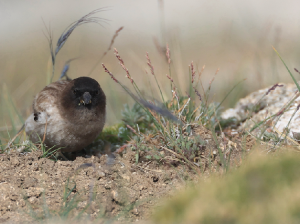 Brandt’s Mountain Finch, 高山岭雀, Leucosticte brandti-gallery-