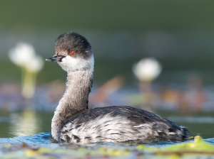 Black-necked Grebe, 黑颈鸊, Podiceps nigricollis-gallery-