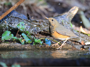 Grey-backed Thrush, 灰背鸫, Turdus hortulorum-gallery-