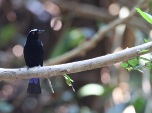 Asian Fairy-Bluebird, 和平鸟, Irena puella-gallery-