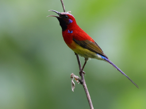 Mrs Gould’s Sunbird, 蓝喉太阳鸟, Aethopyga gouldiae-gallery-