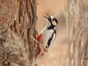 White-winged Woodpecker, 白翅啄木鸟, Dendrocopos leucopterus-gallery-