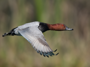 Common Pochard, 红头潜鸭, Aythya ferina-gallery-