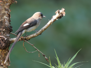 Long-tailed Sibia, 长尾奇鹛, Heterophasia picaoides-gallery-