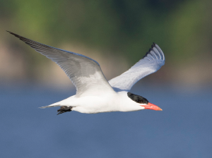 Caspian Tern, 红嘴巨鸥, Hydroprogne caspia-gallery-