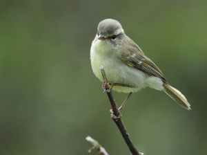 Greenish Warbler, 暗绿柳莺, Phylloscopus trochiloides-gallery-