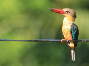 Stork-billed Kingfisher, 鹳嘴翡翠, Pelargopsis capensis-gallery-