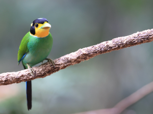 Long-tailed Broadbill, 长尾阔嘴鸟, Psarisomus dalhousiae-gallery-