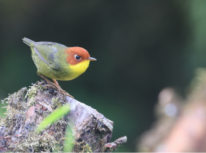 Chestnut-headed Tesia, 栗头地莺, Cettia castaneocoronata-gallery-