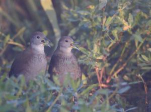 Brown Crake, 红脚苦恶鸟, Amaurornis akool-gallery-